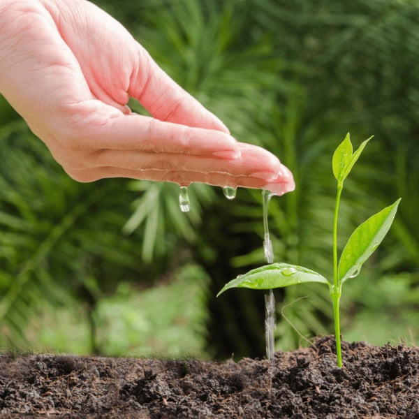 Tree Saplings of Native Trees