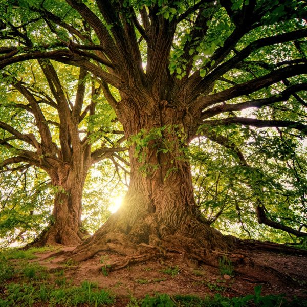 Trees for Environment
