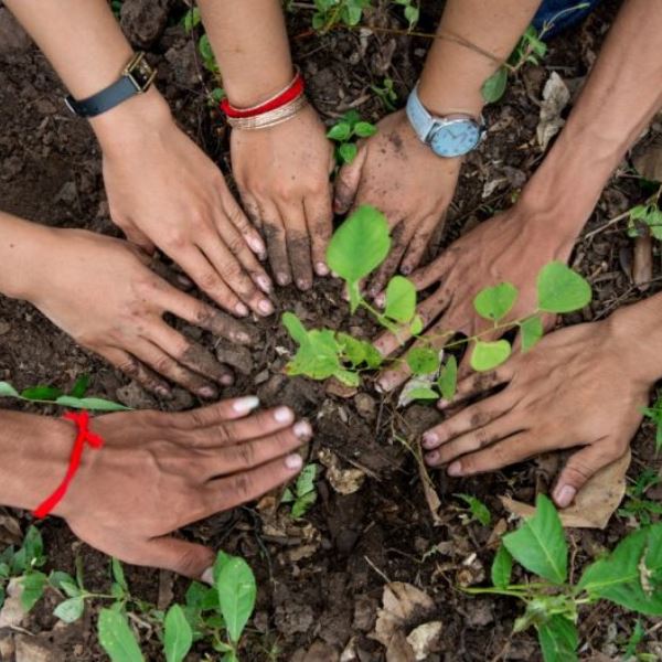 Tree Plantation By Cause